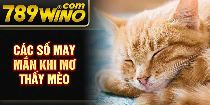Các số may mắn khi mơ thấy mèo